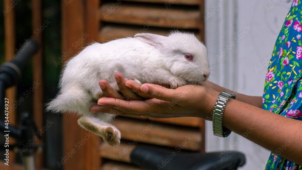 A girl holding a white rabbit in both arms. Cute and adorable furry pet. A girl holding a white rabbit in both arms. Cute and adorable furry pet.