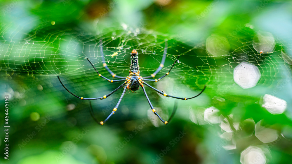 Golden silk orb-weaver hanging upside down in its spider net.