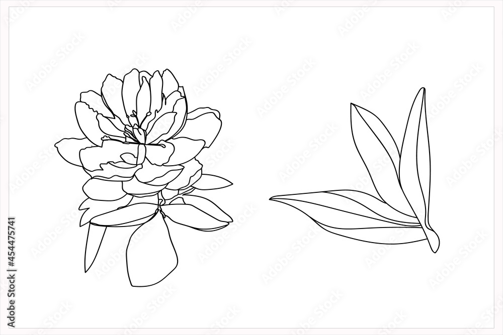 Fototapeta premium Peonies pattern illustration.Image on a white background.