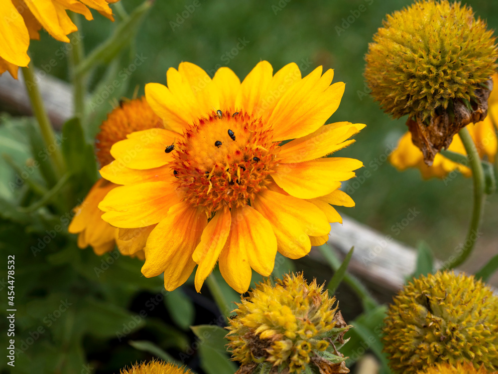 Yellow and orange Gaillardia Mesa blanket flower Yellow and orange Gaillardia Mesa blanket flower