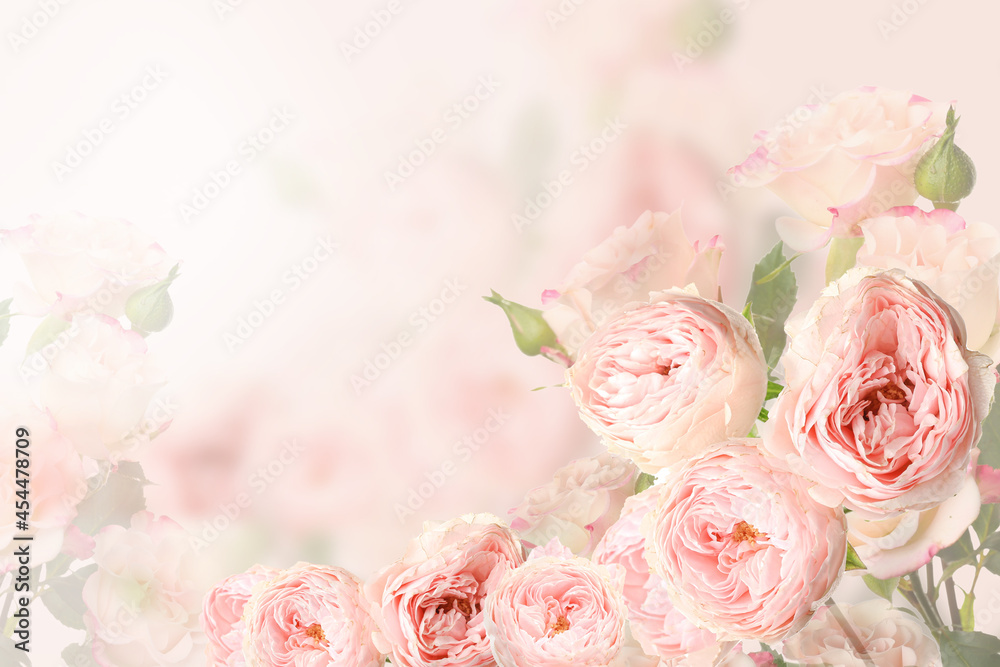 Beautiful pink roses on blurred background