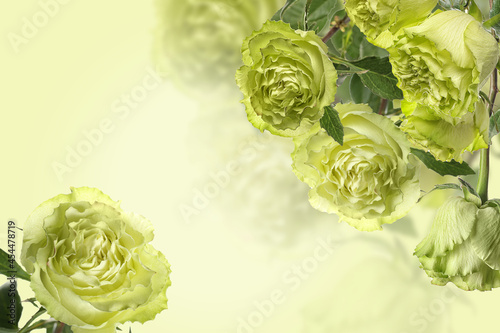 Fototapeta Naklejka Na Ścianę i Meble -  Beautiful green roses on color background