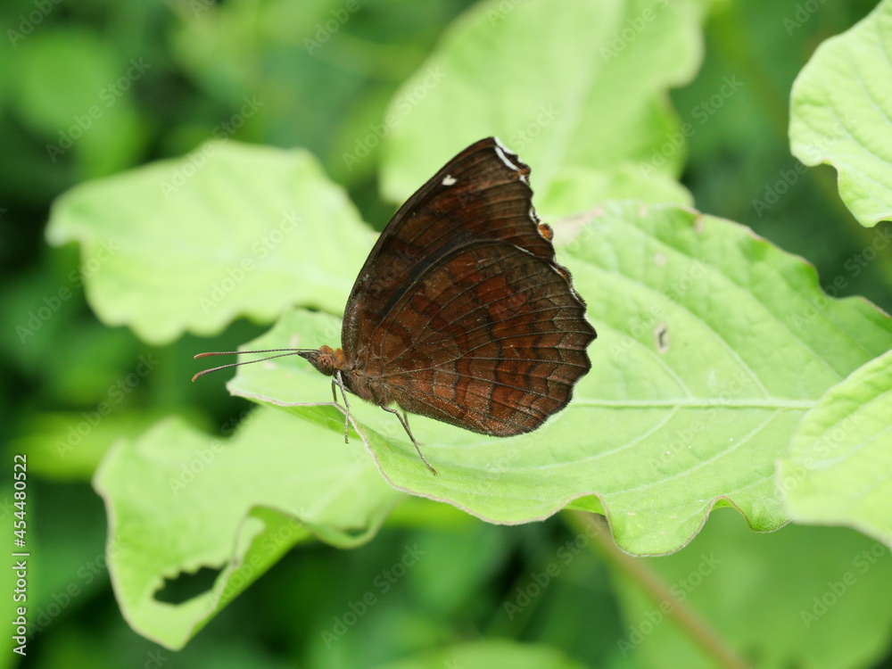 Obraz premium The Angled Castor Butterfly on leaf with natural green background, Orange and brown stripes and white spots on tropical insect wings, Thailand 