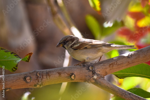 Sparrow Asian Bird On fruit tree outdoors wildlife animal plant leaf wallpaper close up