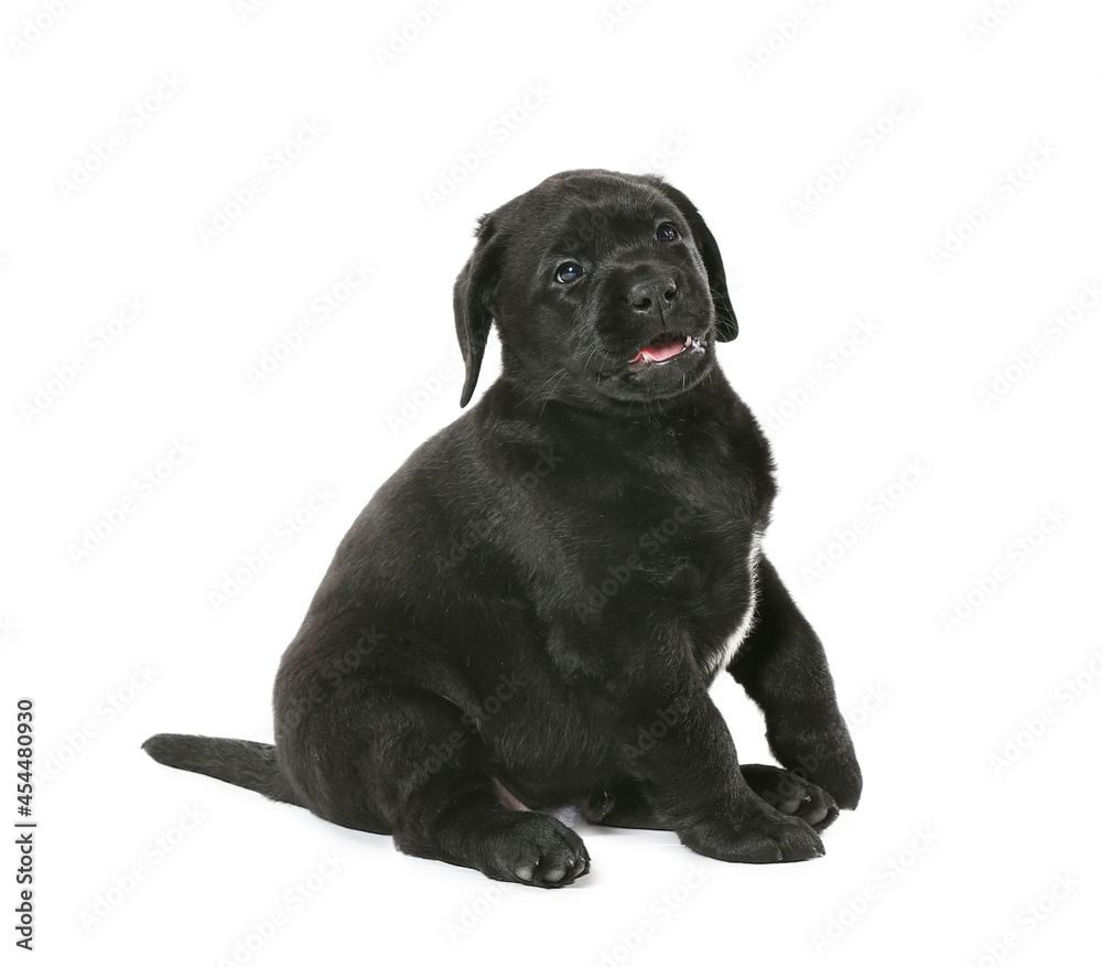 Obraz premium Cute Labrador puppy on white background