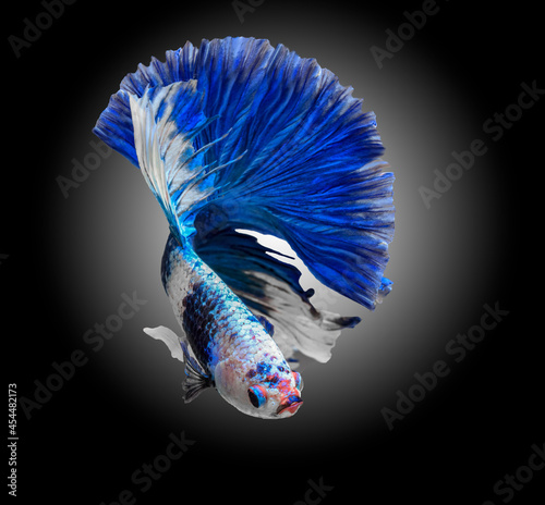 Siamese fighting fish,Betta splendens,blue betta on the background blur.