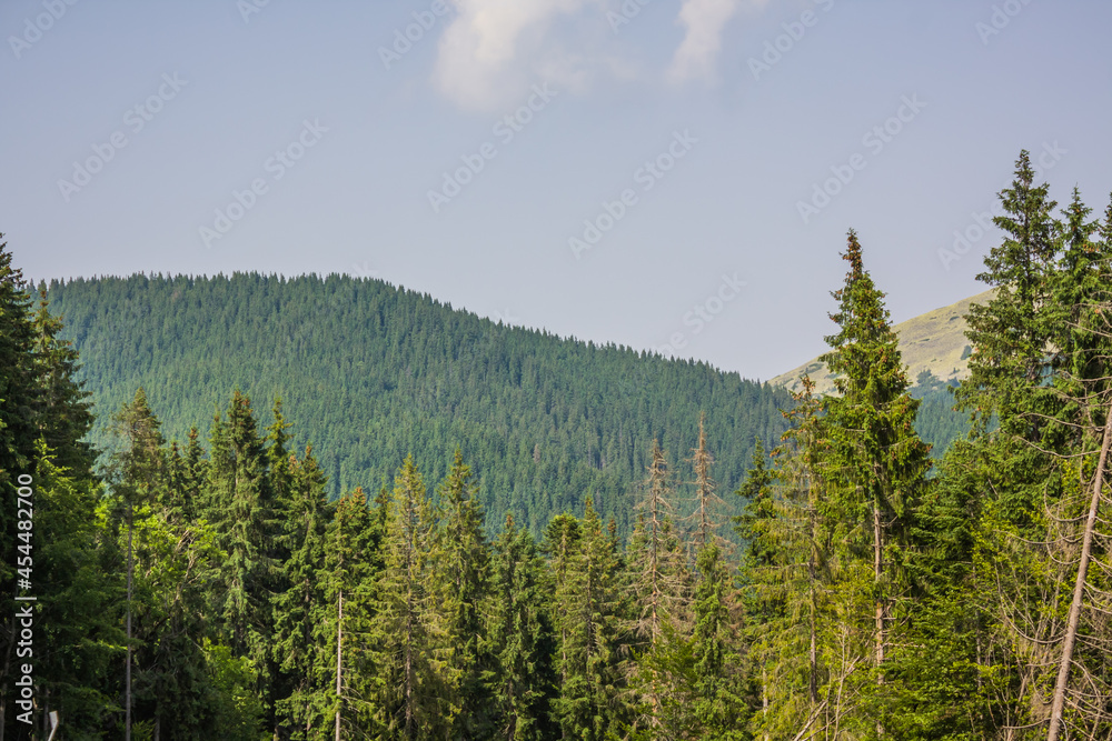 Beautiful pine trees on background high mountains. Carpathians. Thick spruce forest on the hillside overlooking the sky Beautiful pine trees on background high mountains. Carpathians. Thick spruce forest on the hillside overlooking the sky