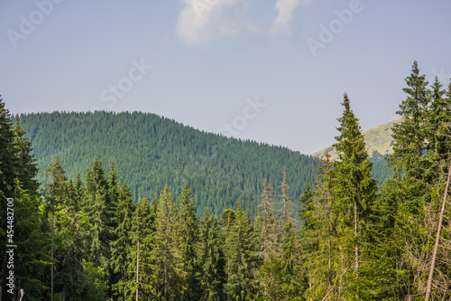 Beautiful pine trees on background high mountains. Carpathians. Thick spruce forest on the hillside overlooking the sky