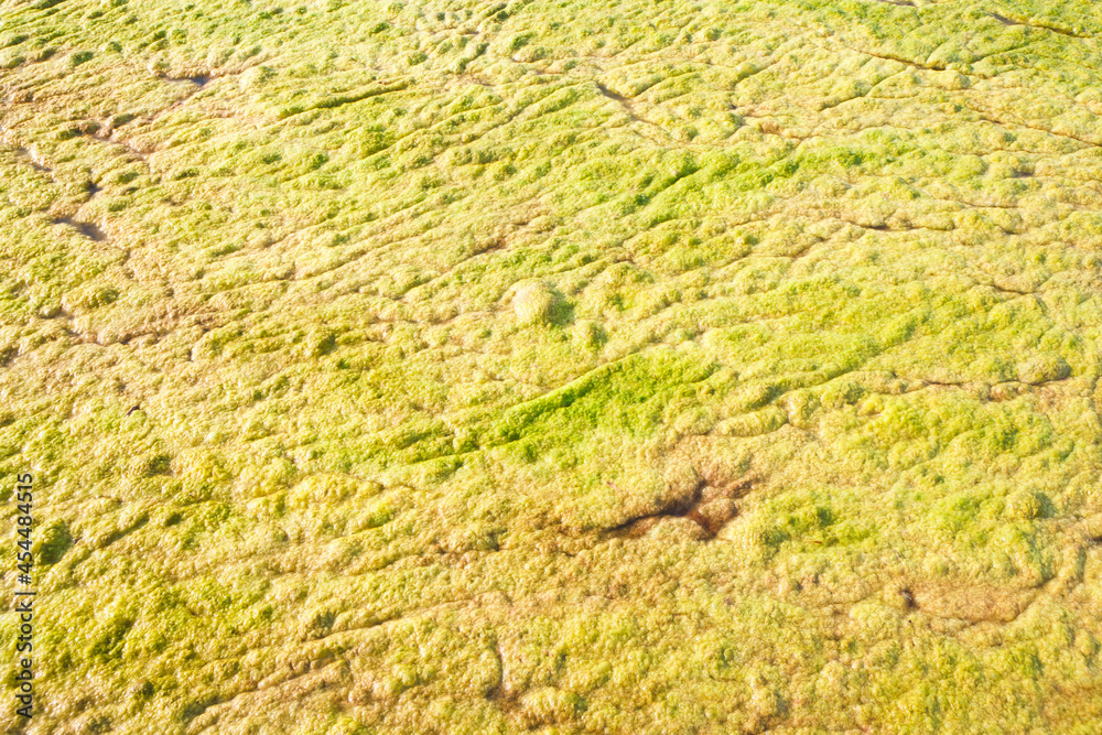 Water algae. Water algae.