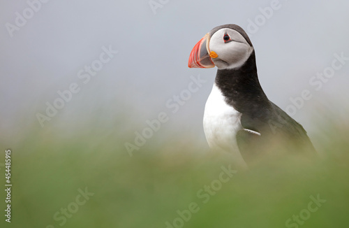 The atlantic puffin lives on the ocean and comes for nesting and breeding to the shore. They are seen in big numbers on Iceland © michaklootwijk