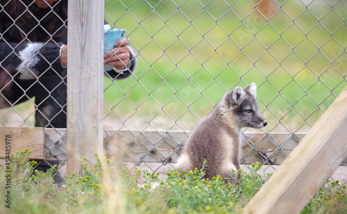 Very young polar fox being photographed photo