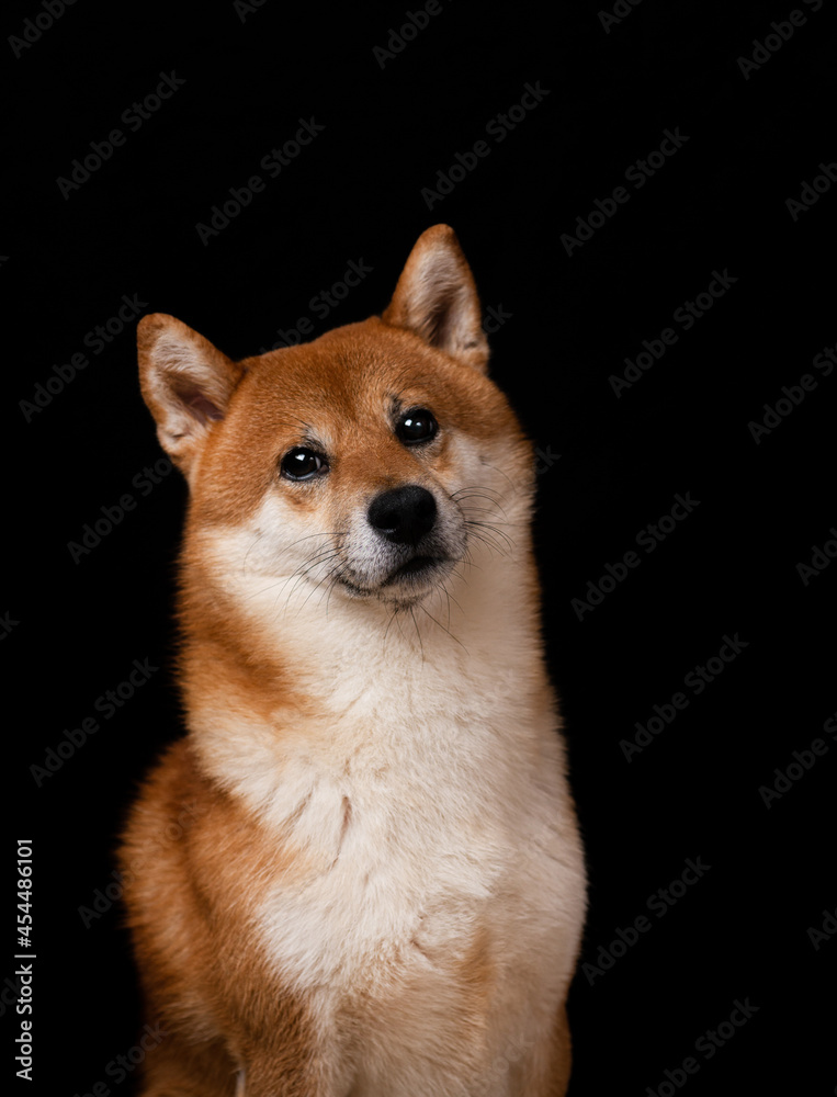 Shiba inu Japanese breed fluffy dog portrait on a black background with copy space text template. Vertical studio photography