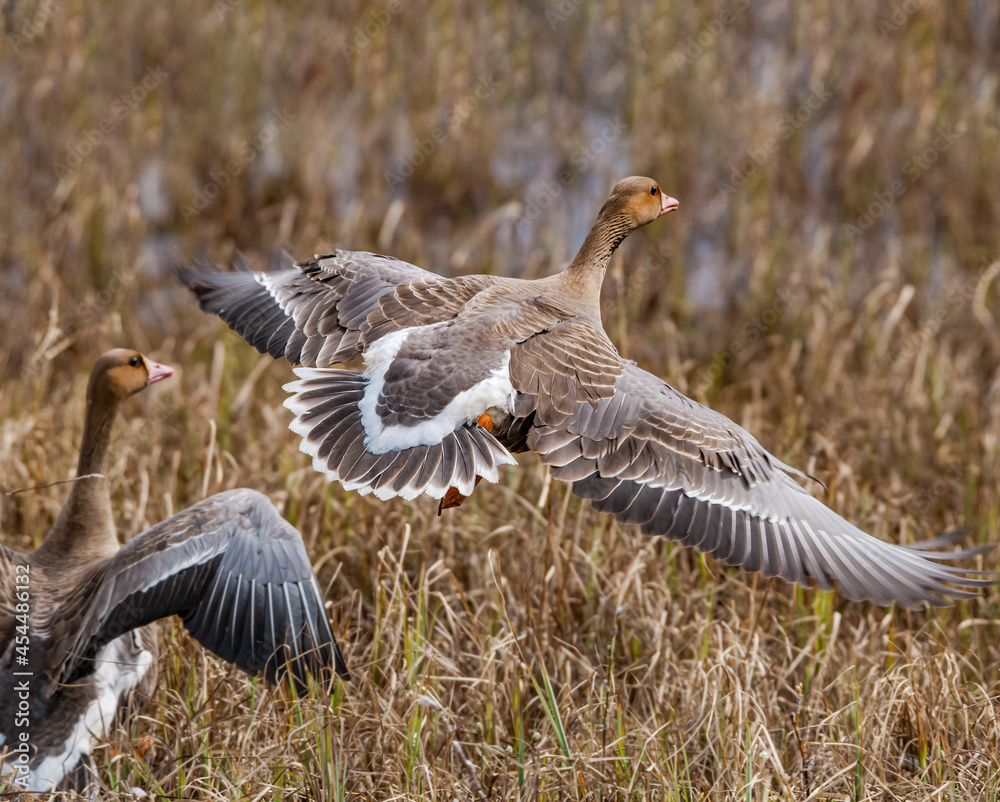 Greater White-fronted Geese (Anser albifrons) in Barents Sea coastal area, Russia Greater White-fronted Geese (Anser albifrons) in Barents Sea coastal area, Russia