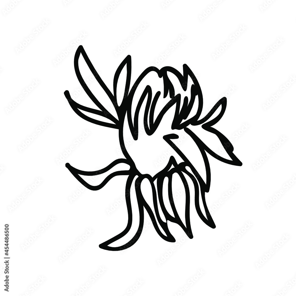 One Vector Botanical Illustration Dandelion with black line on white background.Floral,Summer hand drawn doodle style picture.Designs for packaging,social media,web,cards, posters,invitations.