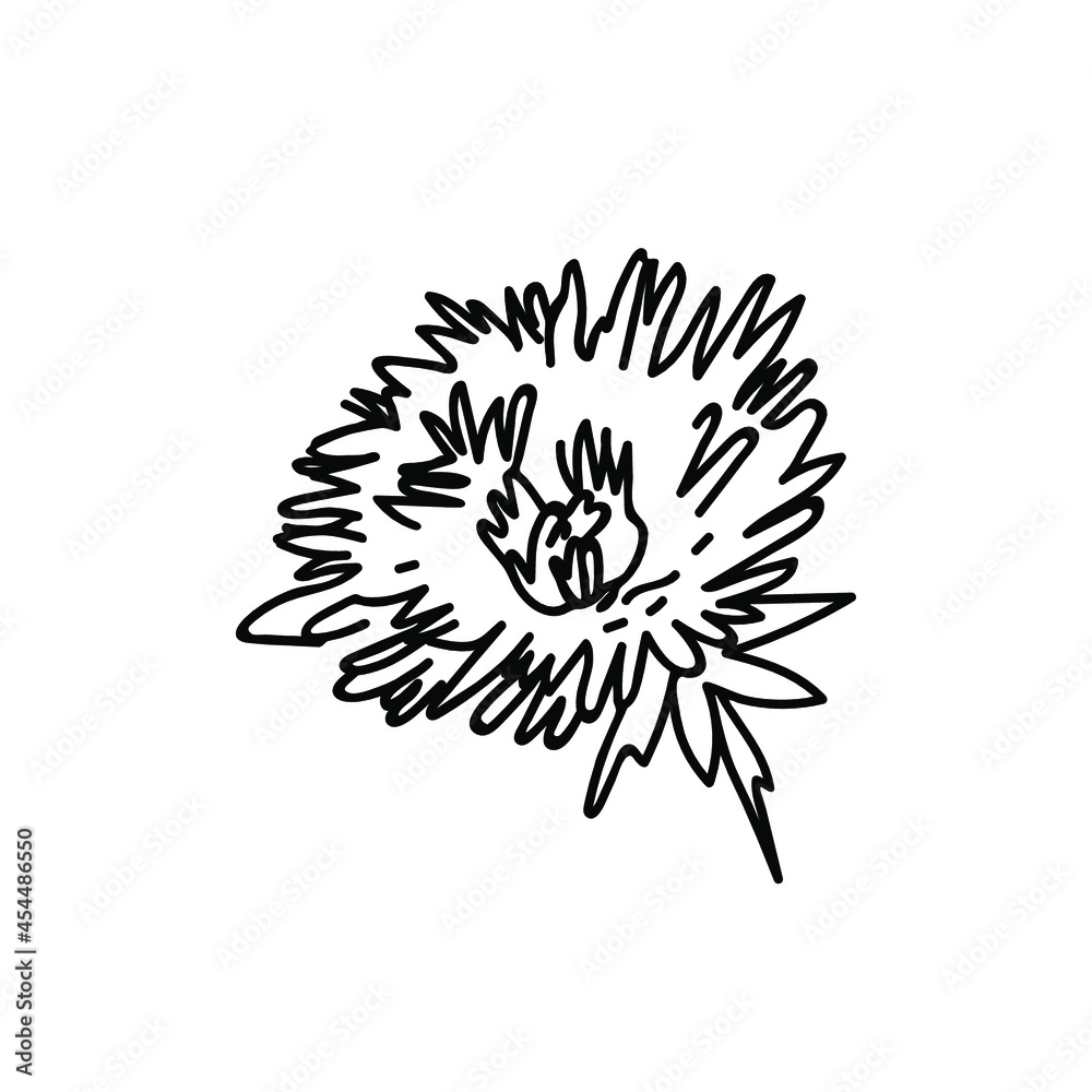 One Vector Botanical Illustration Dandelion with black line on white background.Floral,Summer hand drawn doodle style picture.Designs for packaging,social media,web,cards, posters,invitations.