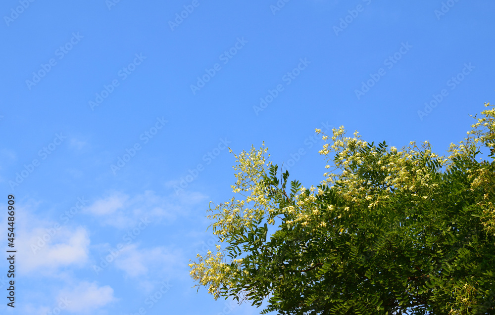 Blooming Japanese pagoda tree against the blue sky. Copy space. Styphnolobium japonicum Schott (Chinese scholar tree, pagoda tree). Blooming Japanese pagoda tree against the blue sky. Copy space. Styphnolobium japonicum Schott (Chinese scholar tree, pagoda tree).