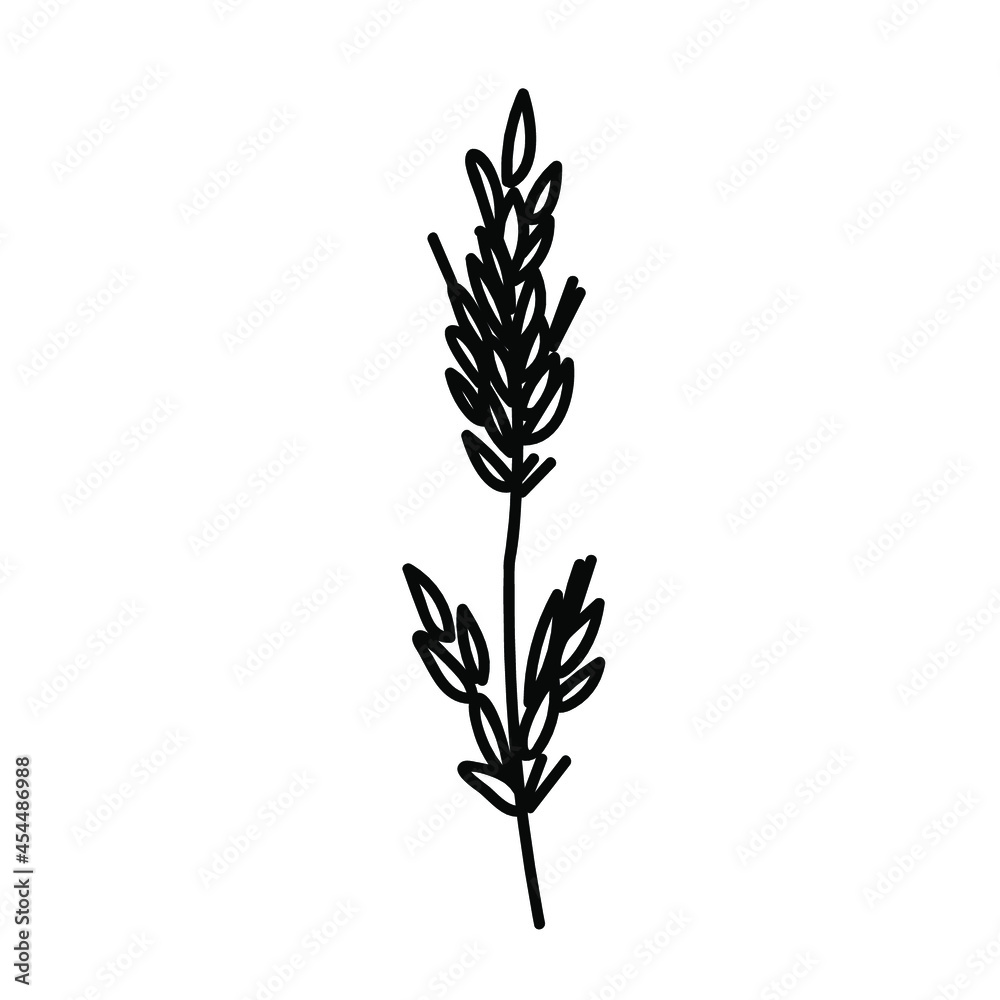 Fototapeta premium One Vector Botanical Illustration Branch Plant with black line on white background.Floral,Summer hand drawn doodle style picture.Designs for packaging,social media,web,cards, posters,invitations.