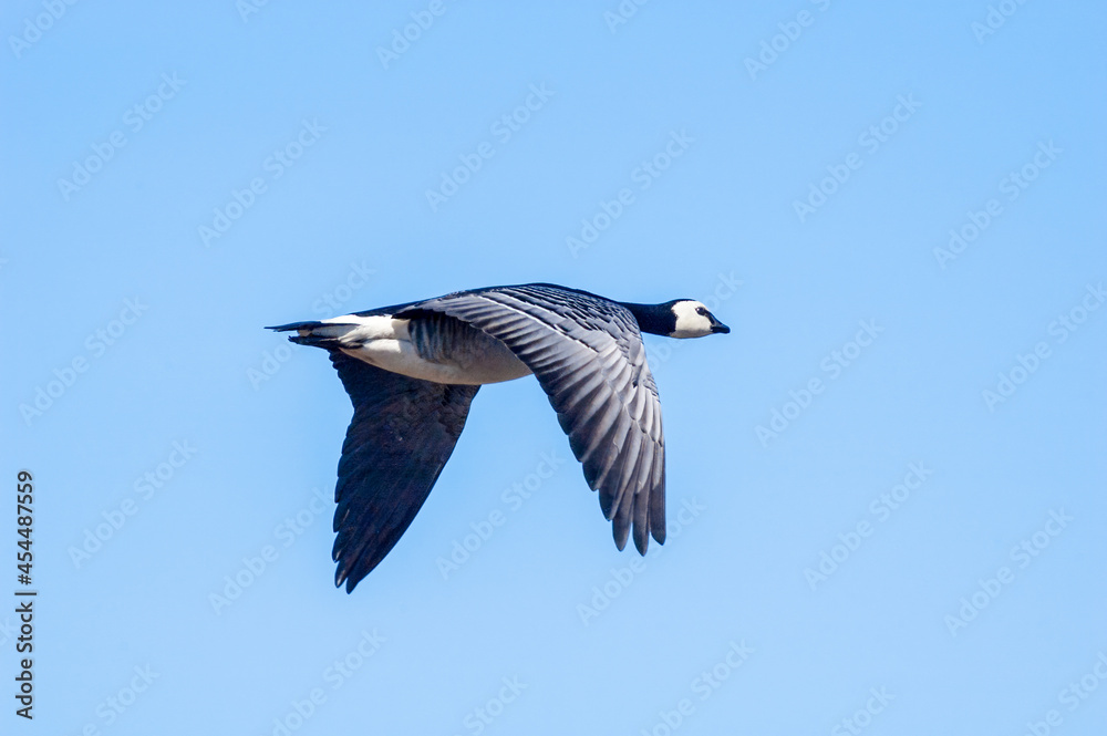Fototapeta premium Barnacle Goose (Branta leucopsis) in Barents Sea coastal area, Russia