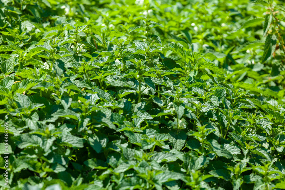 Photo of a plant nettle. Nettle with fluffy green leaves Photo of a plant nettle. Nettle with fluffy green leaves