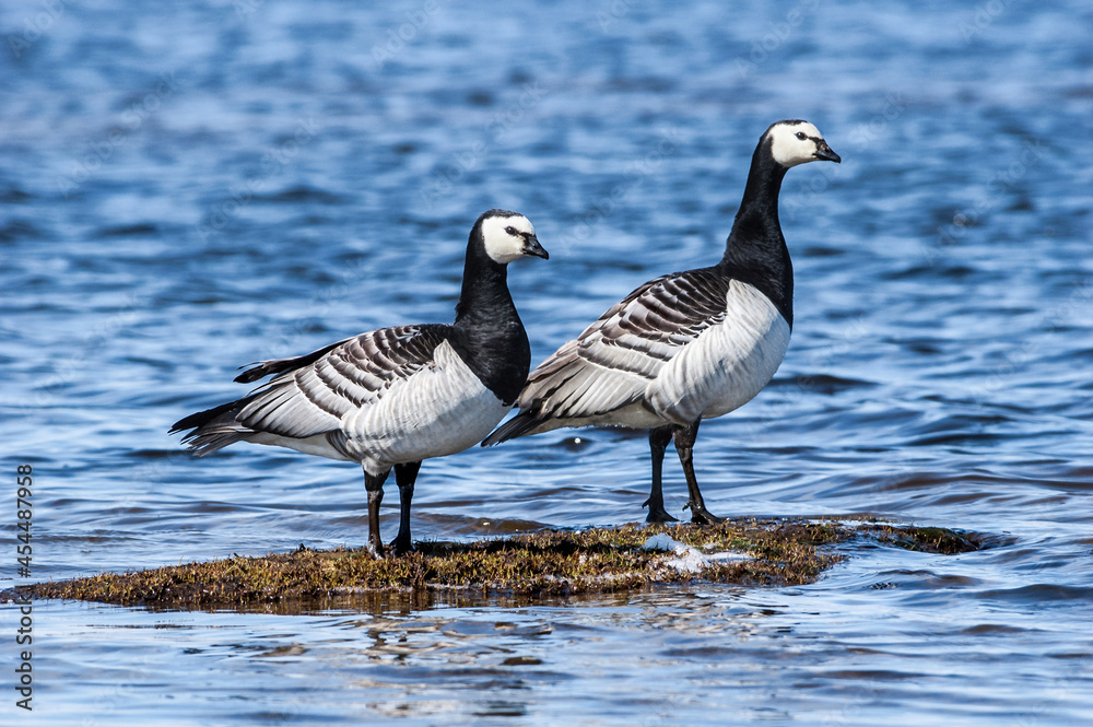 Fototapeta premium Barnacle Geese (Branta leucopsis) in Barents Sea coastal area, Russia