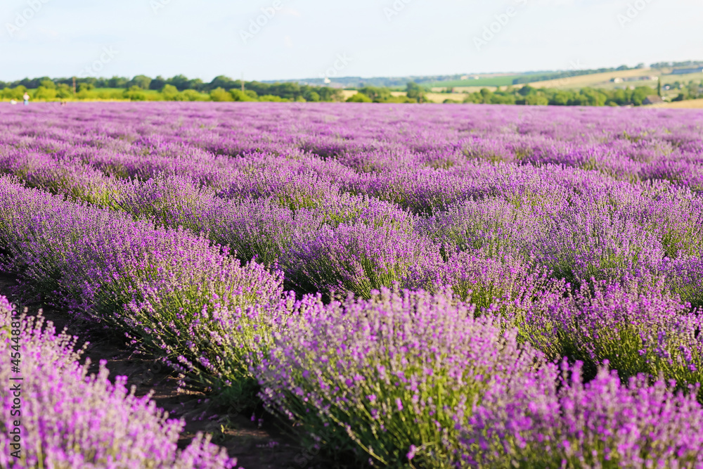 Fototapeta premium Beautiful lavender field on summer day