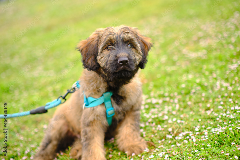 Three-month-old Catalan working dog happy in a grassy park, with an intense and beautiful look Three-month-old Catalan working dog happy in a grassy park, with an intense and beautiful look