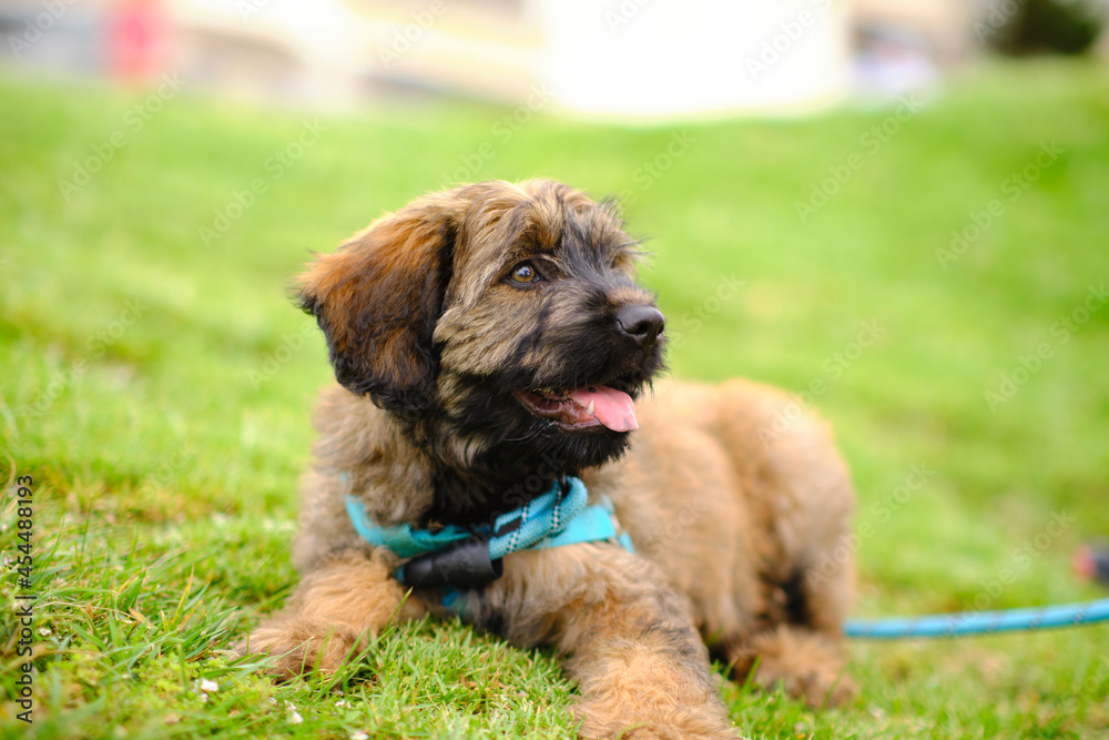 Three-month-old Catalan working dog happy in a grassy park, with an intense and beautiful look Three-month-old Catalan working dog happy in a grassy park, with an intense and beautiful look