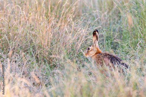 Fototapeta Naklejka Na Ścianę i Meble -  European hare (Lepus europaeus) on a meadow in summer near Frankfurt, Germany.