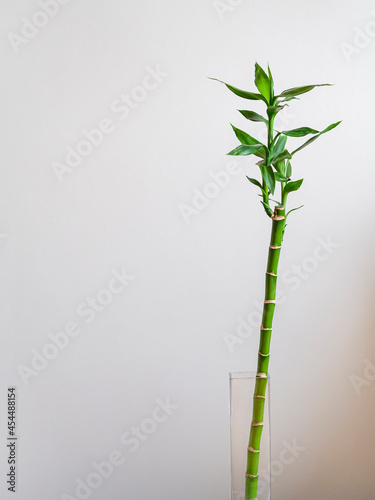 Lucky Bamboo plant vertical background. Bamboo houseplant in glass pot for decoration of elegant space. Copy space with bamboo leaf plant growing. Dracaena sanderiana stem on white wall.