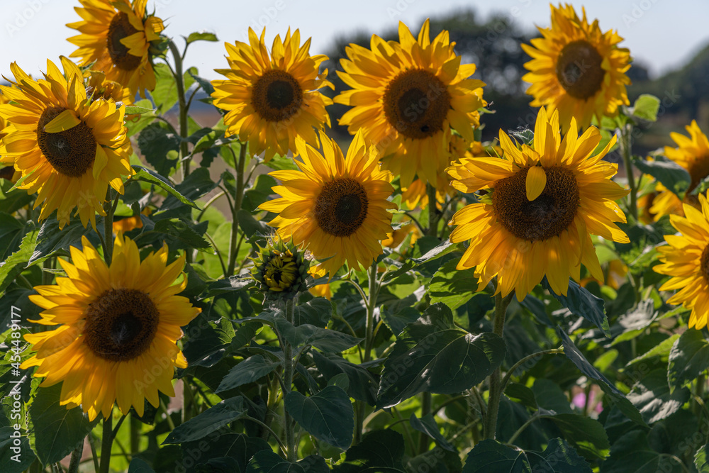 Fototapeta premium Sunflower natural background. Sunflower blooming