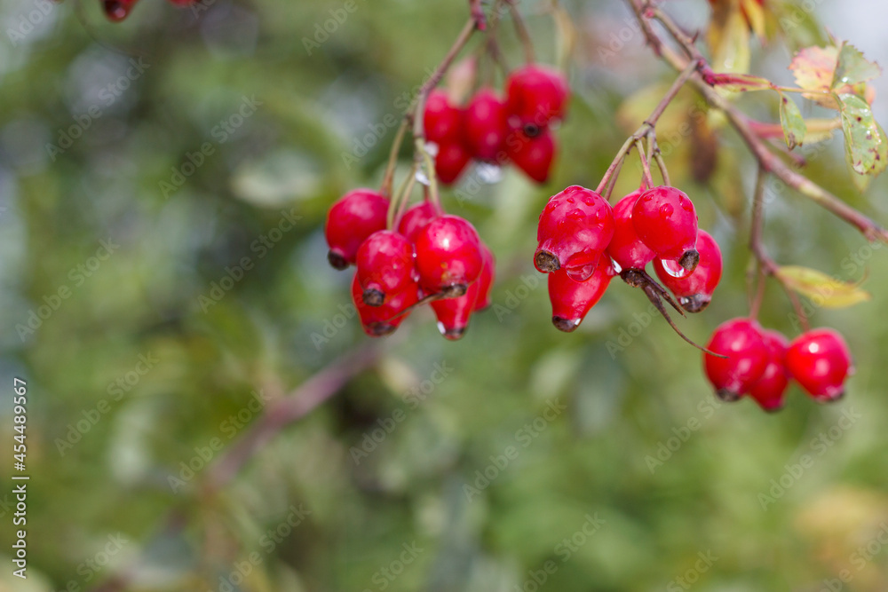 Red berries of a rose hip after the rain. Autumn background with brier in the garden. Seasonal background with copy space. Red berries of a rose hip after the rain. Autumn background with brier in the garden. Seasonal background with copy space.