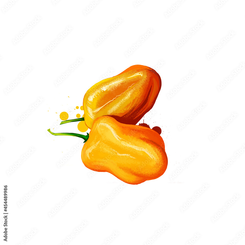 Habanero Plant Drawing
