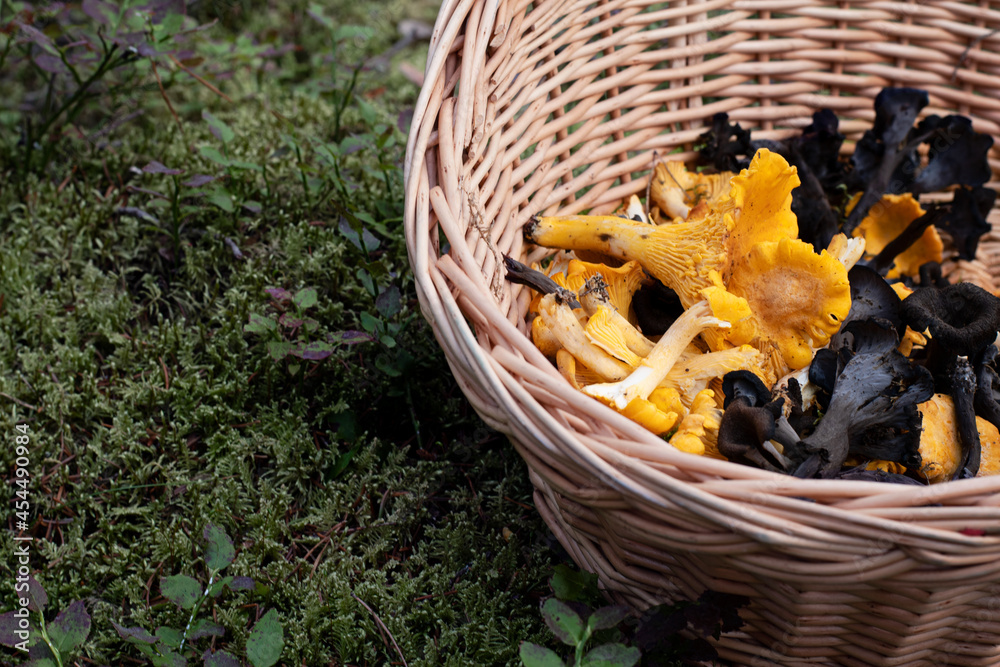 Basket of mushrooms in the forest. Edible chanterelle and black trumpet mushrooms. Photo taken on an autumn day in Sweden.