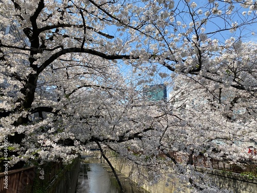 Meguro River in bloom with cherry blossoms in Nakameguro, Meguro-ku,Tokyo, Japan - 2021.3.27 