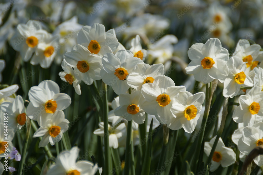 a lush sunlit spring meadow full of white daffodils on Flower Island of Mainau in Germany on a sunny April day