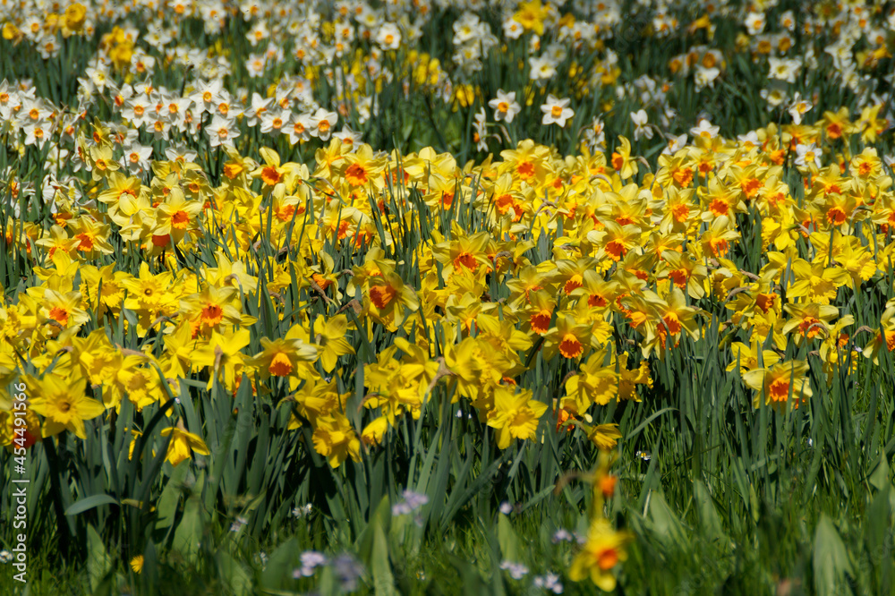 a beautiful meadow full of yellow daffodils on island Mainau in Germany