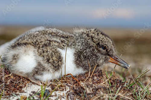 Eurasian Oystercatcher (Haematopus ostralegus) chick in Barents Sea coastal area, Russia photo