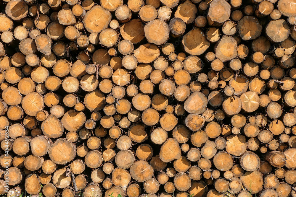 Waldsterben, Borkenkäfer, Holzlager, Baumstämme, Klima Waldsterben, Borkenkäfer, Holzlager, Baumstämme, Klima