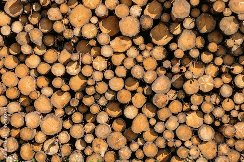 Waldsterben  Borkenk  fer  Holzlager  Baumst  mme  Klima