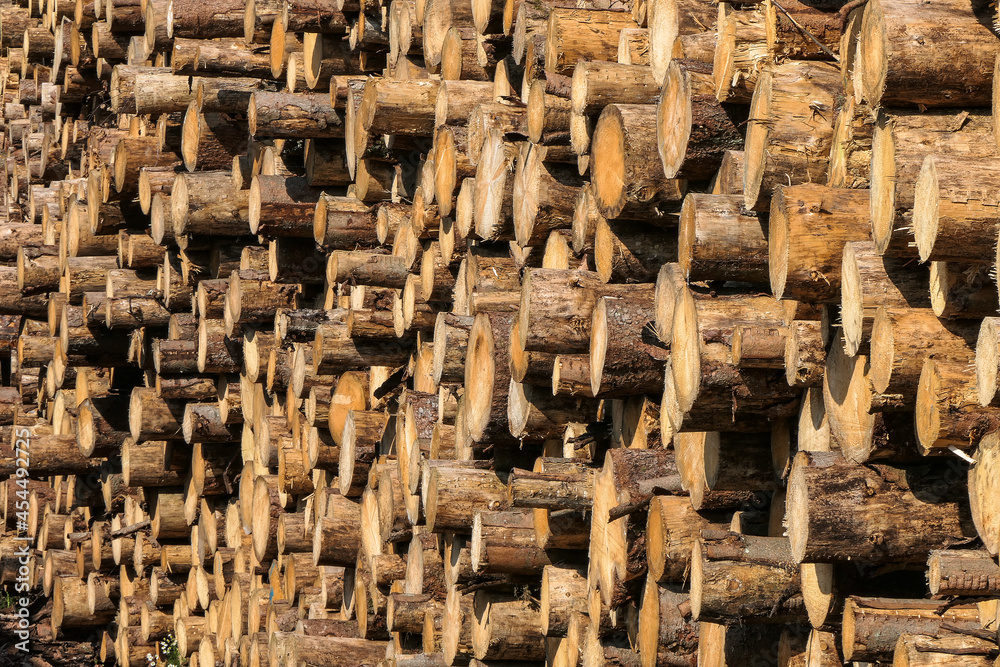 Holzlager, Baumstämme, Klima, Borkenkäfer, Waldsterben Holzlager, Baumstämme, Klima, Borkenkäfer, Waldsterben