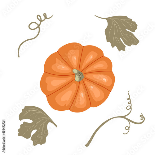 Pumpkin with stems and leaves isolated on white background. Vector illustration of an autumn vegetable in a hand drawn style. View from above