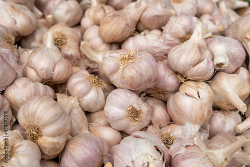 fresh dry garlic sold at city farmers market