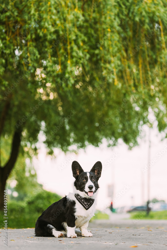Funny Cardigan Welsh Corgi Dog Sitting Under Tree Branches On Road. Welsh Corgi Is A Small Type Of Herding Dog That Originated In Wales Funny Cardigan Welsh Corgi Dog Sitting Under Tree Branches On Road. Welsh Corgi Is A Small Type Of Herding Dog That Originated In Wales