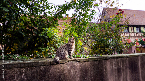 Photography Tabby cat on a concrete wall
