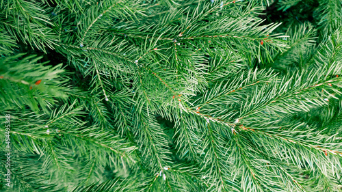 The natural texture of spruce. Green texture of spruce tree. Branches of spruce close-up.