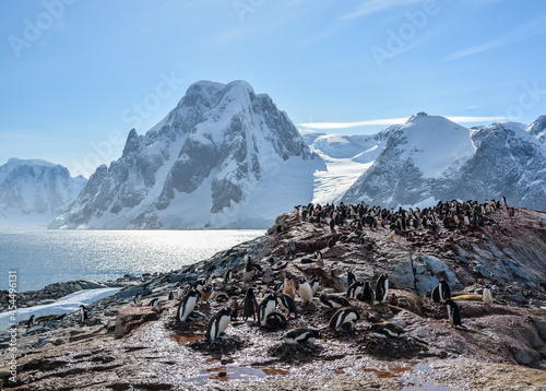 A colony of Gentoo Penguins, nesting on rocks in the Antarctic Peninsula