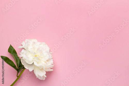 Closeup of beautiful white peony flower in vase on pink background with copy space, holiday and birthday concept