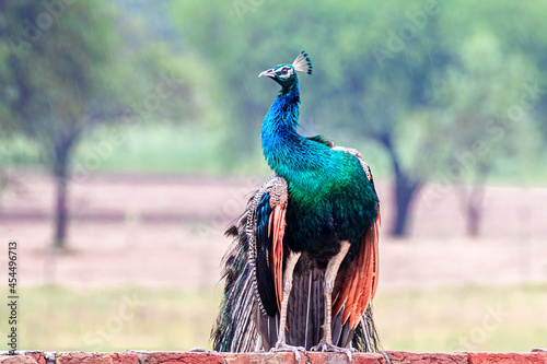 Peacock enjoying the monsson rain photo