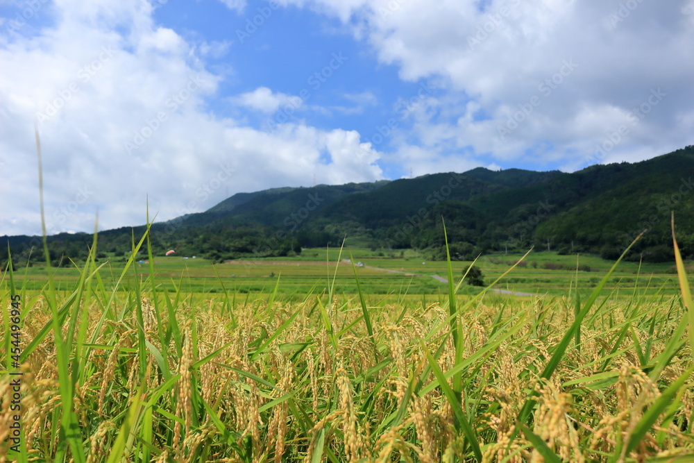 収穫間近の田園風景 収穫間近の田園風景