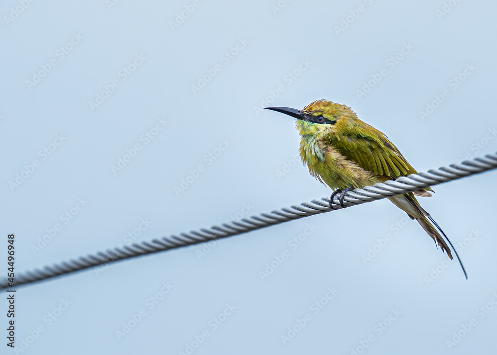 Obraz premium Green Bee Eater on a rainy day